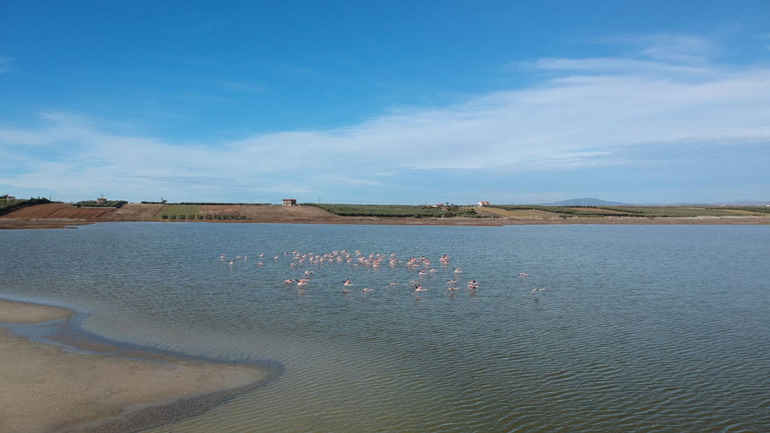 Εντυπωσιακά φλαμίνγκο στον υγροβιότοπο του Αγίου Μάμα