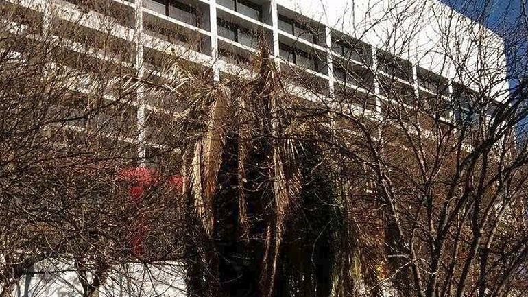 Θεσσαλονίκη: Κόκκινο σκαθάρι «τρώει» φοίνικες στο κέντρο της πόλης