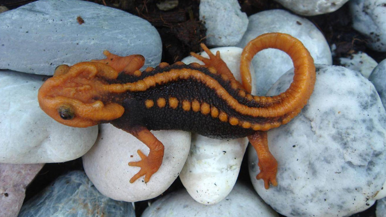 Νέα υπό εξαφάνιση είδη ανακάλυψαν οι επιστήμονες στην περιοχή του Μεγάλου Μεκόνγκ