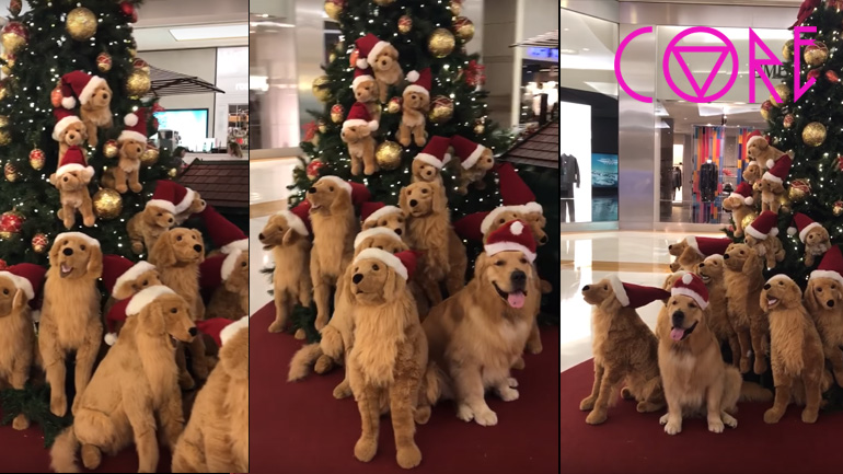 Που είναι ο σκύλος;