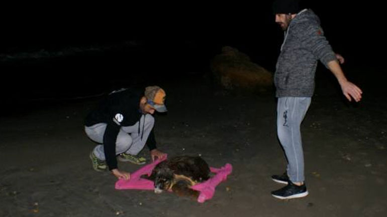 Κεφαλονιά: Διέσωσαν θαλάσσια χελώνα που χτυπήθηκε με τρίαινα στο κεφάλι