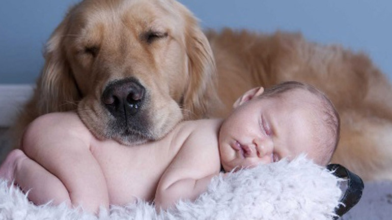 Έξι ράτσες σκύλων ιδανικές για οικογένεια