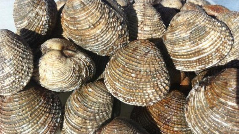 Δέσμευση 12 τόνων οστράκων στο λιμάνι του Πειραιά