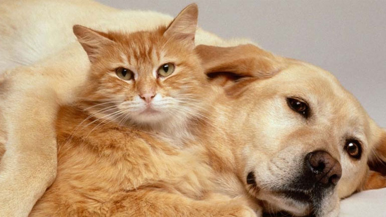 Νέα έρευνα: Τα σκυλιά είναι πιο έξυπνα από τις γάτες