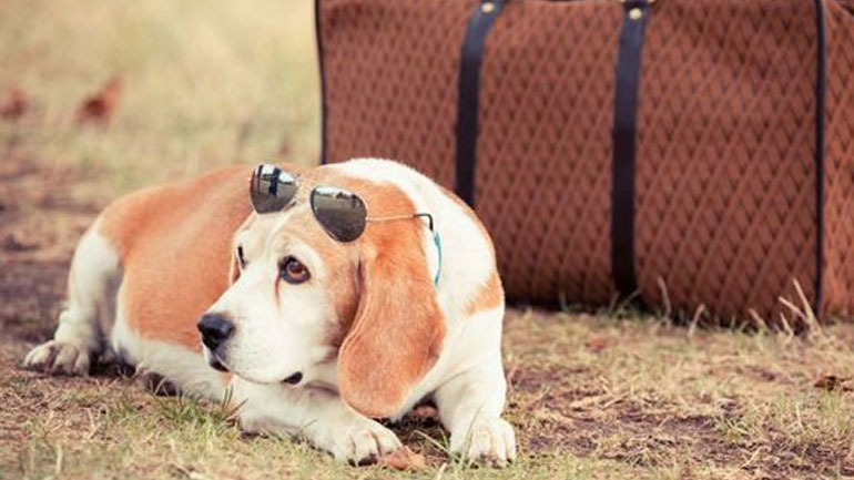 Tips για τα ταξίδια με τον τετράποδο φίλο σας