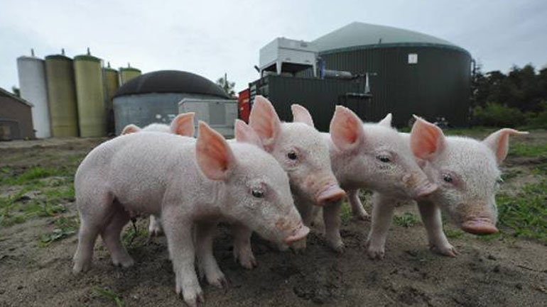Τυνησία: Τουλάχιστον 15 νεκροί από τη γρίπη των χοίρων τους τελευταίους μήνες
