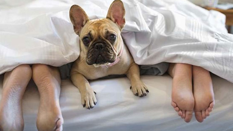 Μήπως ο ύπνος αγκαλιά με τον σκύλο σου, είναι ο λόγος που είσαι συνέχεια κουρασμένη;