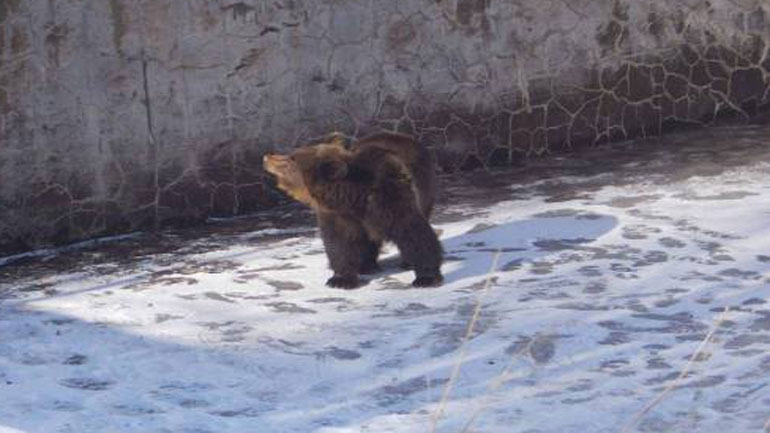 Νευροκόπι: Έφτιαξαν… γέφυρα με κορμό για να σώσουν εγκλωβισμένη αρκούδα!