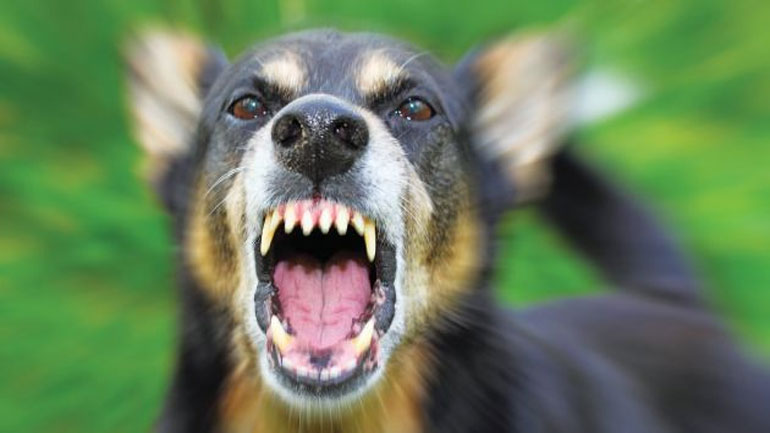 Στο νοσοκομείο 53χρονη μετά από επίθεση σκύλου