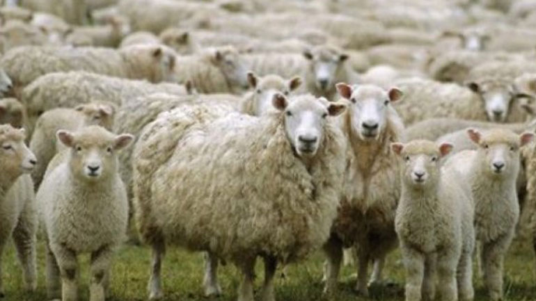 Κρήτη: «Έκαναν φτερά» 170 πρόβατα