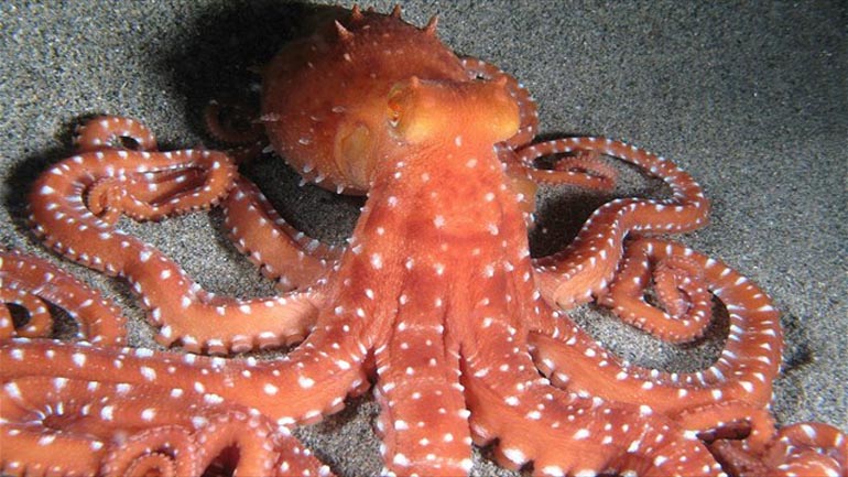 Ανακαλύφθηκε νέο είδος γιγάντιου χταποδιού