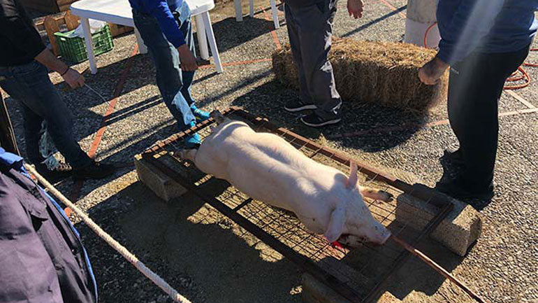 Πλήθος Λαρισαίων στη “γουρουνοχαρά” της Φιλιππούπολης