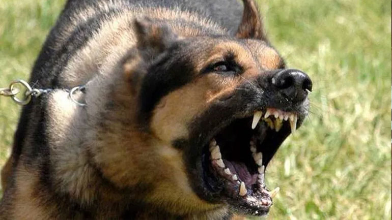 Επίθεση σκύλου σε 37χρονο έξω από τη Λάρισα Επίθεση σκύλου σε 37χρονο έξω από τη Λάρισα