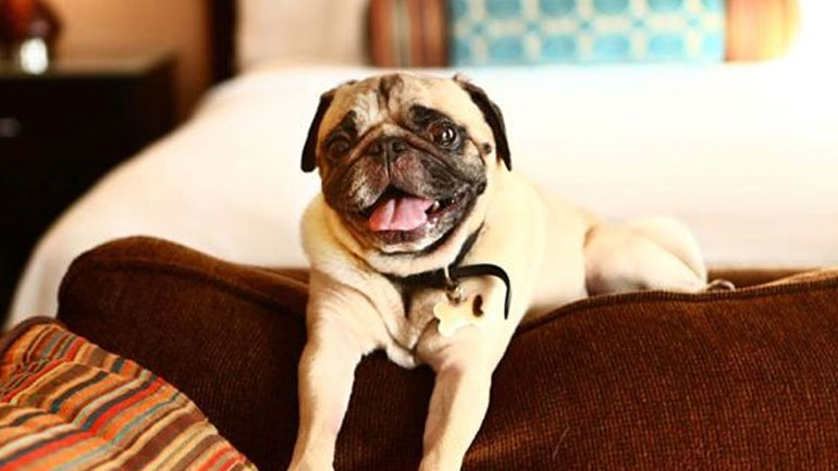 Λόγοι που η ζωή σου είναι καλύτερη με ένα κατοικίδιο