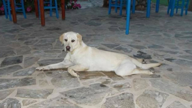 Χάθηκε η Έλλη στα Χανιά