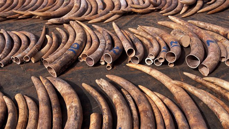 H Κίνα απαγόρευσε το εμπόριο ελεφαντόδοντου