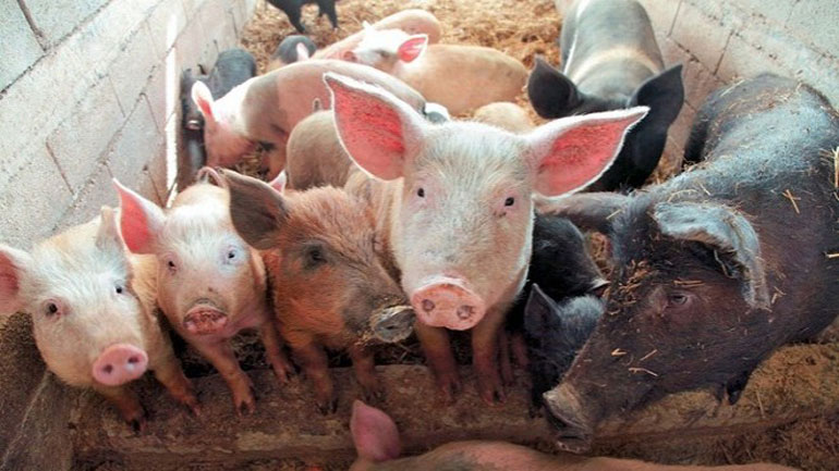 Κίνδυνος εισόδου της νόσου της αφρικανικής πανώλης των χοίρων στην Ελλάδα