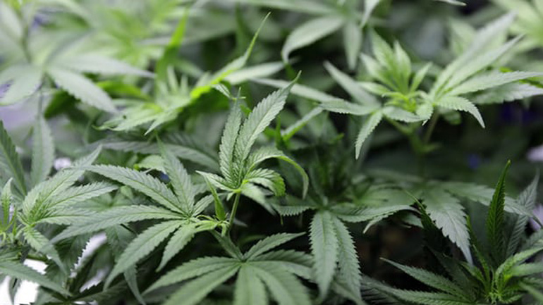 Αυστραλία: Η κυβέρνηση της χώρας θα επιτρέψει τις εξαγωγές κάνναβης για ιατρική χρήση