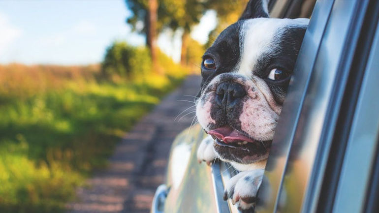 Τι πρέπει να προσέχετε όταν ταξιδεύετε με το κατοικίδιό σας