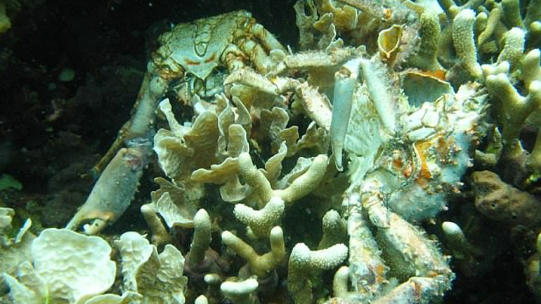 Έρευνα: Η θάλασσα χάνει την ανάσα της