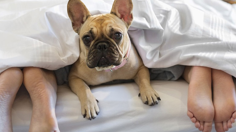 Πώς να μάθεις τον σκύλο σου να μην ανεβαίνει στο κρεβάτι σου