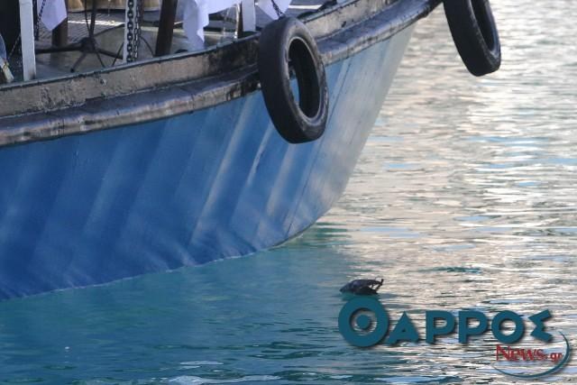 Το περιστέρι-σύμβολο κατέληξε νεκρό στο νερό, πριν προλάβει να πετάξει