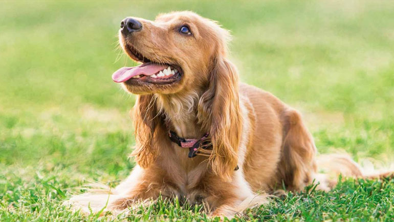Πώς να αρχίσω την εκπαίδευση στο κουτάβι μου;