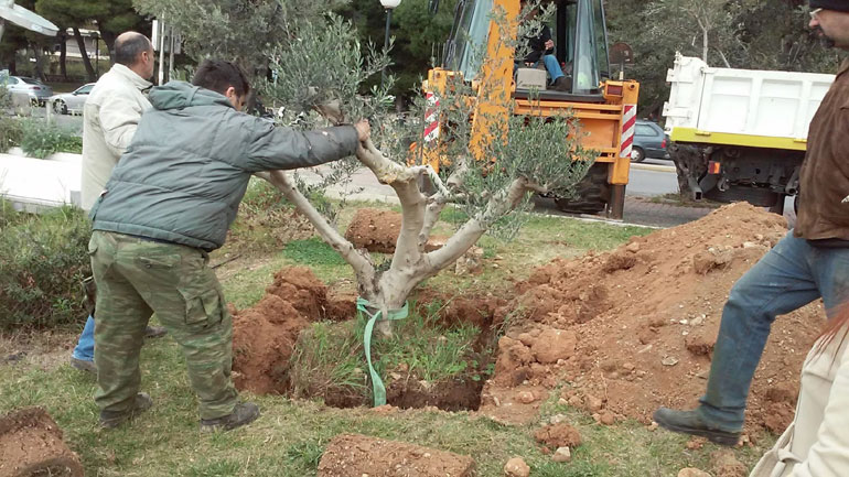 Αιωνόβιες ελιές στολίζουν το Χαϊδάρι