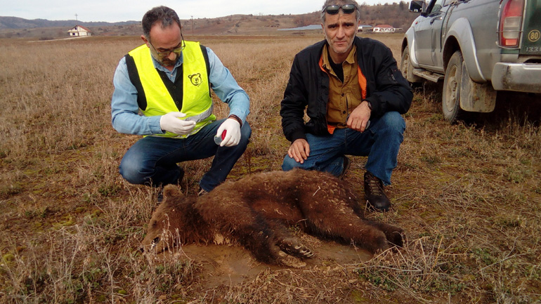 Νεκρό αρκουδάκι το πρώτο θύμα του 2018