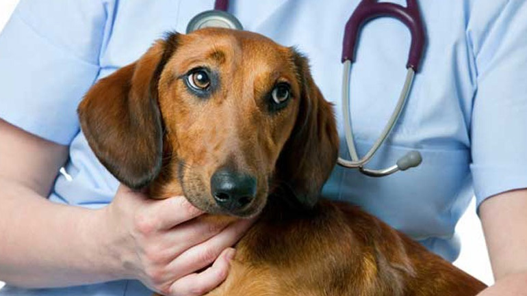Αν δεις αυτά τα συμπτώματα, τρέξε με τον σκύλο σου στον κτηνίατρο