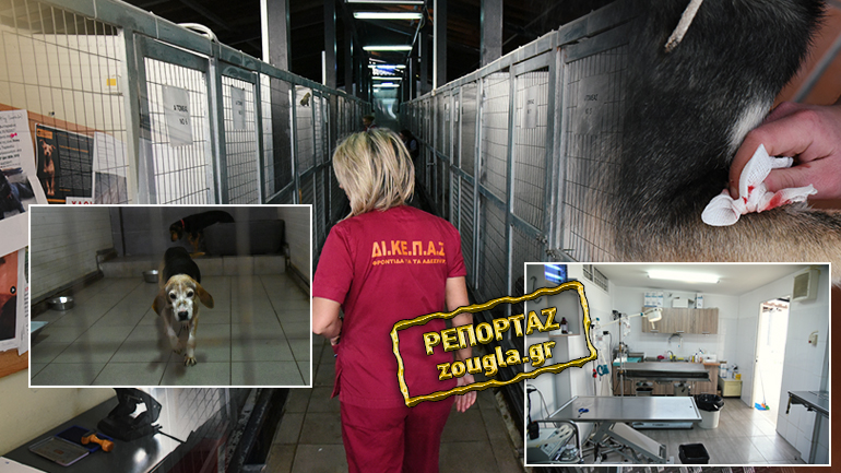 Οι φύλακες-άγγελοι των σκυλιών της Αττικής: Γνωρίστε το πρώτο Διαδημοτικό Κέντρο Περίθαλψης Αδέσποτων Ζώων