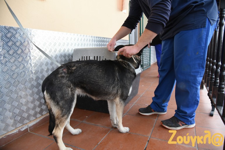 Εξειδικευμένο προσωπικό και κτηνίατροι εξετάζουν, τσιπάρουν, στειρώνουν και περιθάλπτουν τα ζώα