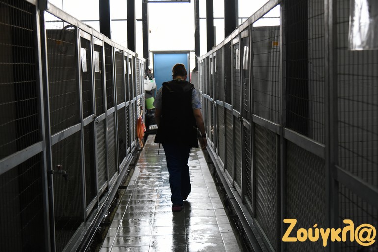 Τα ζώα παραμένουν, μέχρι να υιοθετηθούν ή να επιστρέψουν στον τόπο περισυλλογής τους, σε ειδικά διαμορφωμένα κλουβιά