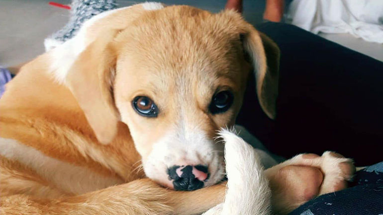 Χάθηκε σκυλίτσα ηλικίας 6 μηνών στην περιοχή του Μαρκόπουλου