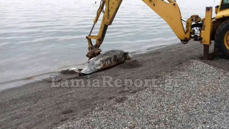 Νεκρό δελφίνι στα Καμένα Βούρλα