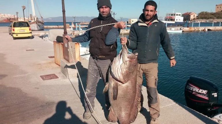 Η ψαριά της χρονιάς στην Σύρο-Έπιασαν με καλάμι ψάρι 63 κιλών Η ψαριά της χρονιάς στην Σύρο-Έπιασαν με καλάμι ψάρι 63 κιλών