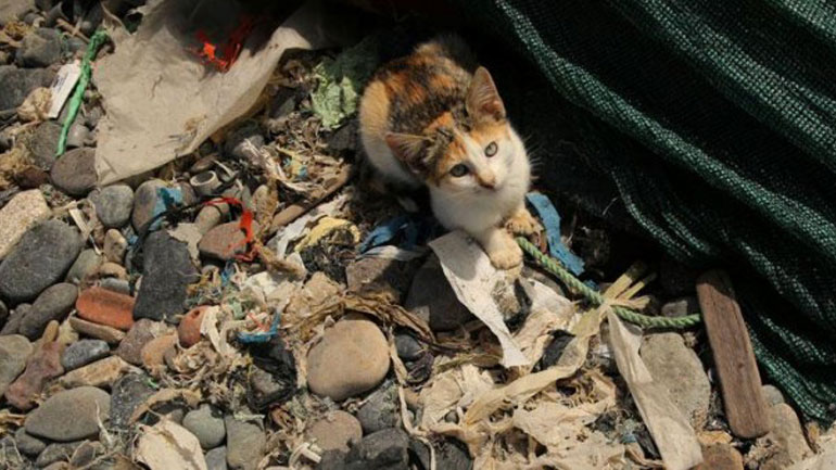 Ισπανία: Οδηγία για τα αδέσποτα στα αεροδρόμια