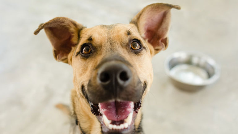 Επικίνδυνη η κατανάλωση ωμού κρέατος όχι μόνο για την υγεία των ανθρώπων αλλά και των κατοικίδιων