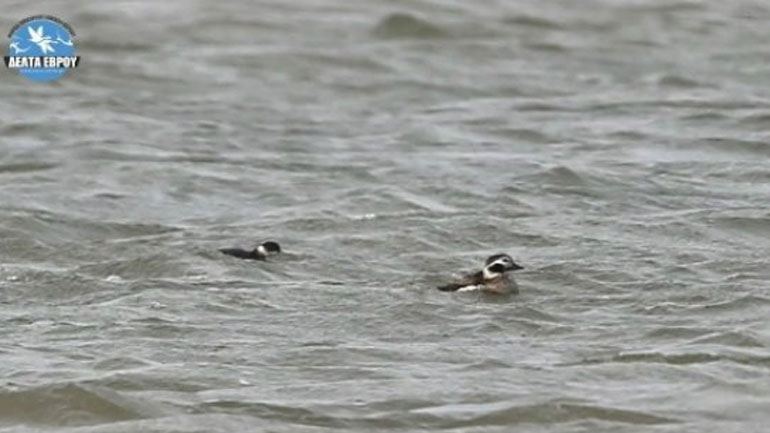 Η χιονόπαπια που κλέβει την παράσταση στο Δέλτα του Έβρου