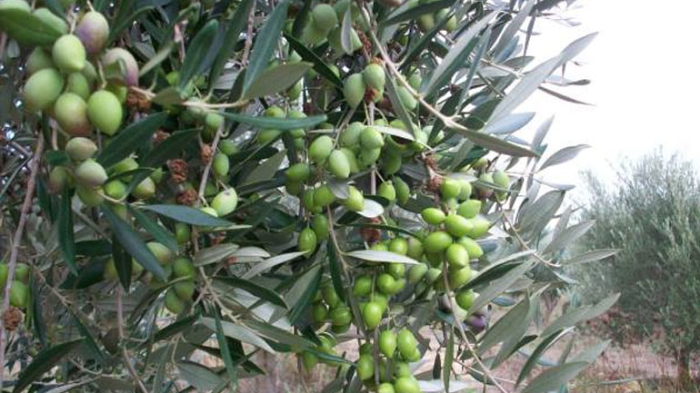 Κρήτη: Άγνωστοι μαζεύουν τις ελιές των παραγωγών και κλέβουν τη σοδειά τους