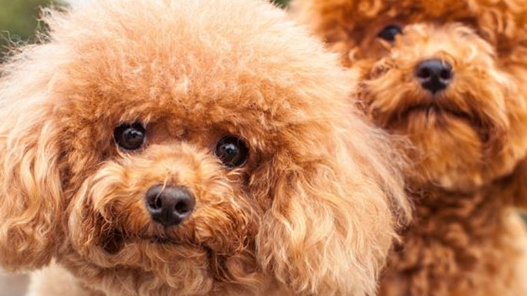 Η τέχνη του να αγαπάς τα ζώα