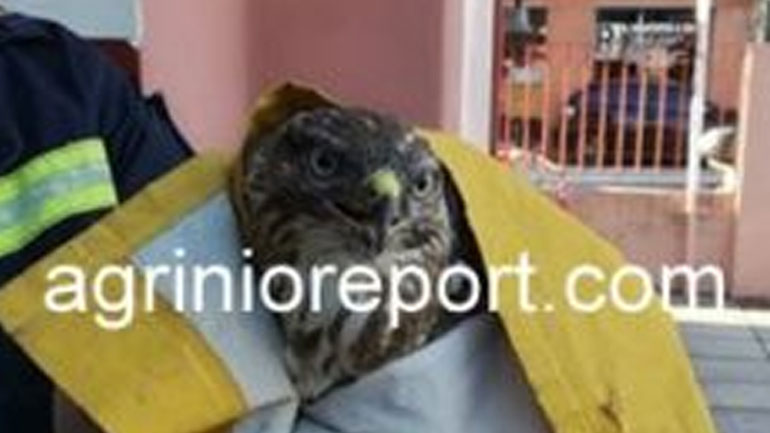 Γερακίνα βρέθηκε τραυματισμένη σε χωράφι στο Παναιτώλιο Αγρινίου