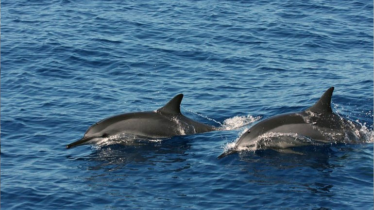 Τα δελφίνια αναγνωρίζουν τον εαυτό τους στον καθρέφτη, νωρίτερα και από τα παιδιά