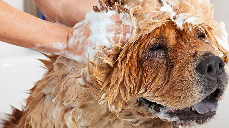 Neem λάδι για τον σκύλο! Τι είναι και τι προσφέρει;