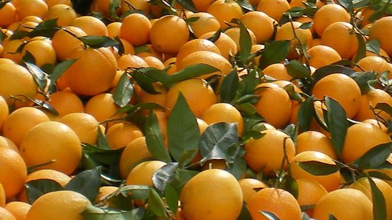 Δέσμευση 2,3 τόνων οπωροκηπευτικών χωρίς σήμανση