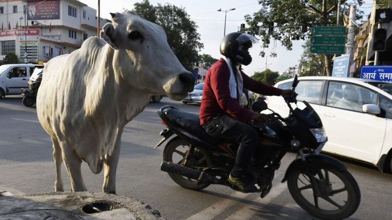 Ινδία: Αγελάδες καλούνται να φέρουν στον «ίσιο δρόμο» τους κρατούμενους