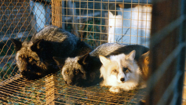 Η Νορβηγία καταργεί τη γούνα αλεπούς και μινκ