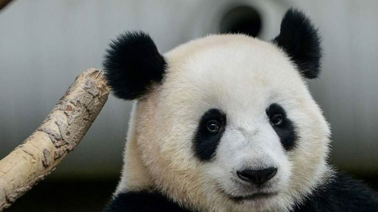 Μαλαισία: Γέννηση ενός δεύτερου γιγάντιου πάντα