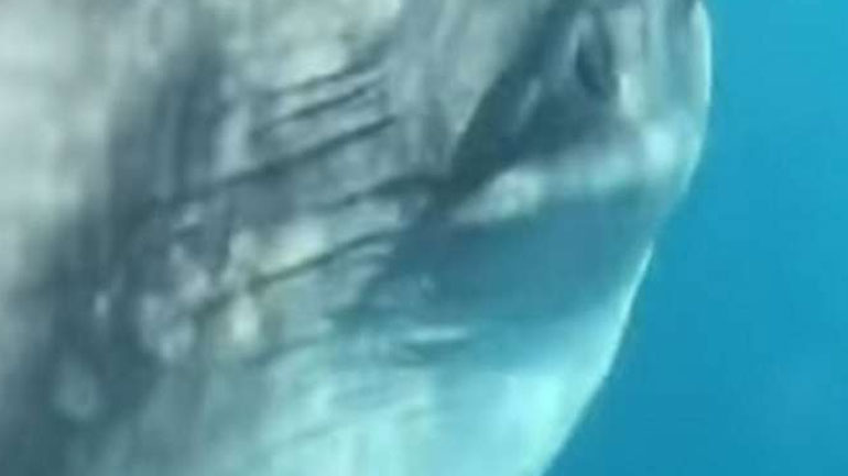 Σπάνιο γιγάντιο ψάρι που ζει στον Ατλαντικό εμφανίστηκε στη Ζάκυνθο