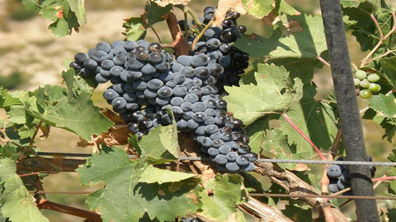 Ανάδειξη της αμπελουργικής ζώνης του δήμου Ζίτσας